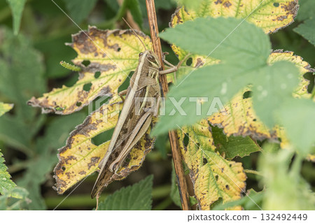 Patanga japonica 132492449