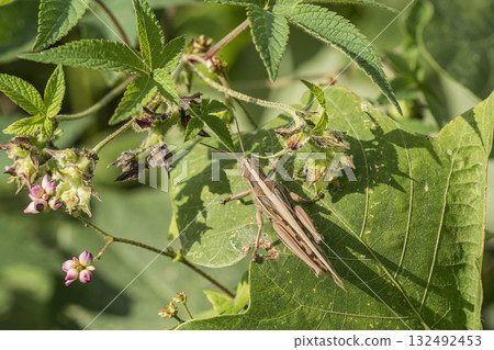 Patanga japonica Patanga japonica 132492453