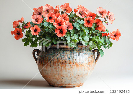 Perfect for a plant shops. Big Geranium plant with red flowers grows on white background. 132492485