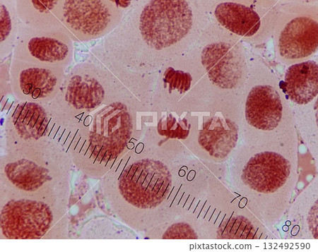 Late stage of somatic cell division Late stage of somatic cell division 132492590