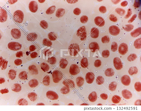 Onion root tip cells 132492591