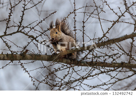 Small Life in the Northern Forest - Hokkaido Squirrels in Winter Small Life in the Northern Forest - Hokkaido Squirrels in Winter 132492742