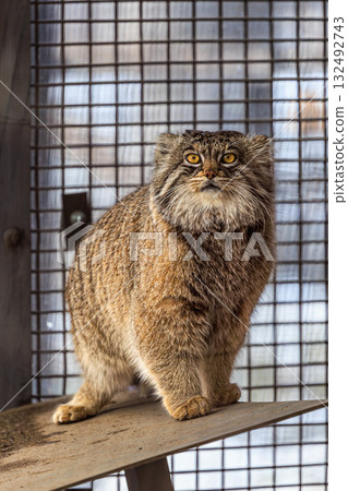 威嚴的目光-旭山的帕拉斯貓 威嚴的目光-旭山的帕拉斯貓 132492743