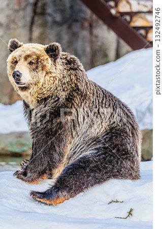 King of the Snow - Asahiyama Zoo's Brown Bears 132492746