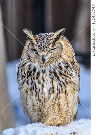 Winter Silence - Owls at Asahiyama Zoo Winter Silence - Owls at Asahiyama Zoo 132492747