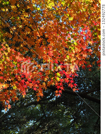 Autumn leaves (autumn image) 132492778