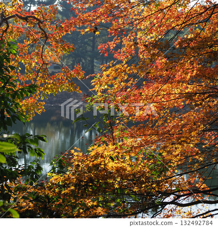 Autumn leaves (autumn image) Autumn leaves (autumn image) 132492784