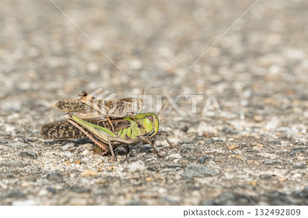 A migratory locust lays eggs in a crack in the road with a male on its back 132492809
