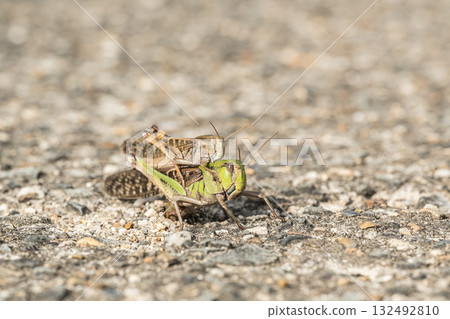 A migratory locust lays eggs in a crack in the road with a male on its back 132492810