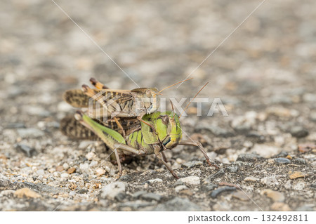 A migratory locust lays eggs in a crack in the road with a male on its back 132492811