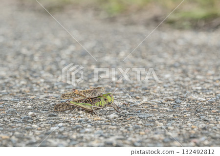 A migratory locust lays eggs in a crack in the road with a male on its back 132492812