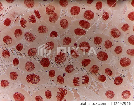 Onion roots with active cell division 132492946