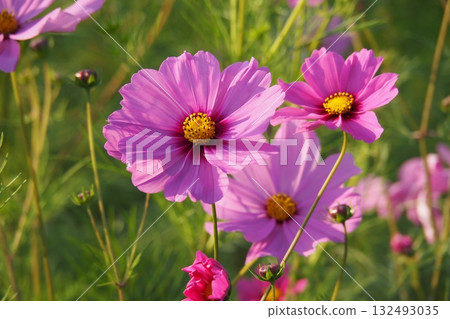 宇宙:宇宙 宇宙:宇宙 132493035