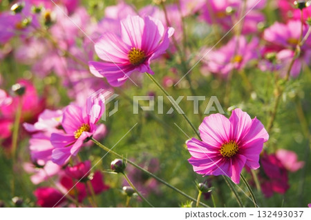 Cosmos: Cosmos: 132493037