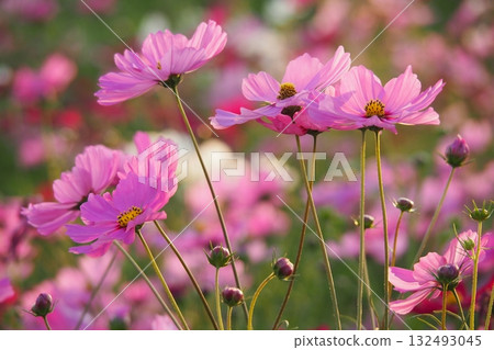 宇宙：宇宙 132493045