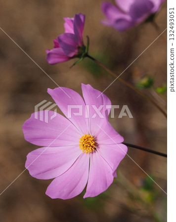 宇宙：宇宙 132493051