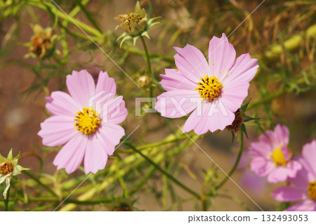 宇宙：宇宙 132493053