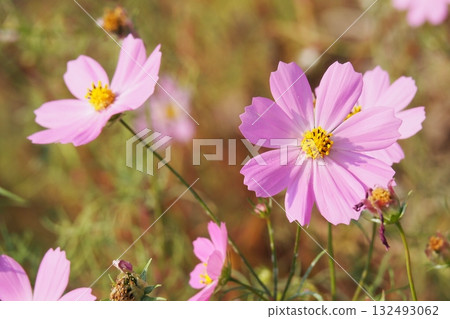 Cosmos: Cosmos: 132493062