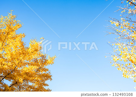 Ginkgo trees shining in the autumn sun Ginkgo trees shining in the autumn sun 132493108