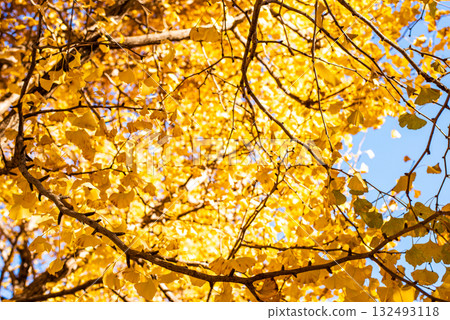 Ginkgo trees shining in the autumn sun 132493118