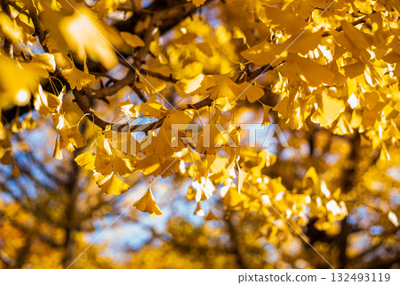 Ginkgo trees shining in the autumn sun Ginkgo trees shining in the autumn sun 132493119