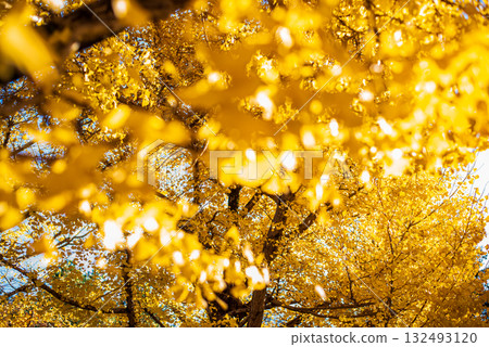 秋日陽光下閃閃發光的銀杏樹 132493120