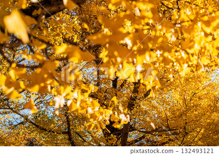 秋日陽光下閃閃發光的銀杏樹 132493121