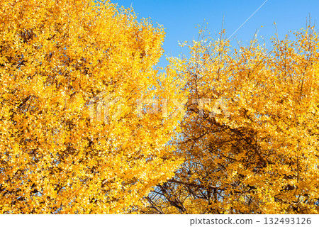 Ginkgo trees shining in the autumn sun Ginkgo trees shining in the autumn sun 132493126