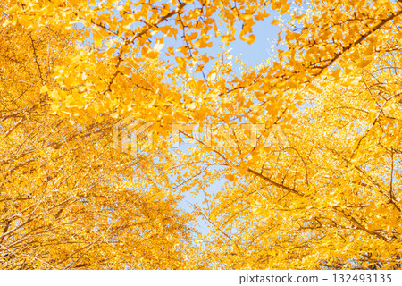 Ginkgo trees shining in the autumn sun 132493135