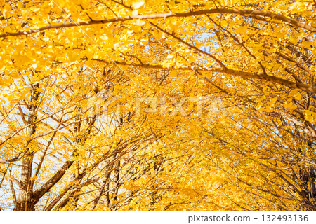 Ginkgo trees shining in the autumn sun Ginkgo trees shining in the autumn sun 132493136