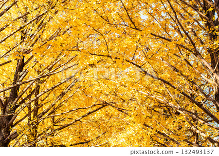 Ginkgo trees shining in the autumn sun 132493137