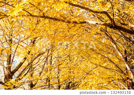 Ginkgo trees shining in the autumn sun 132493138