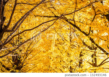秋日陽光下閃閃發光的銀杏樹 132493146