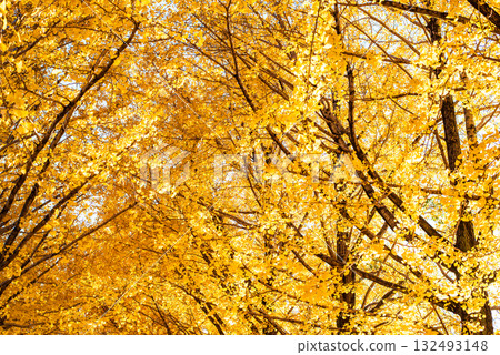Ginkgo trees shining in the autumn sun Ginkgo trees shining in the autumn sun 132493148
