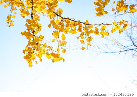 Ginkgo trees shining in the autumn sun Ginkgo trees shining in the autumn sun 132493159