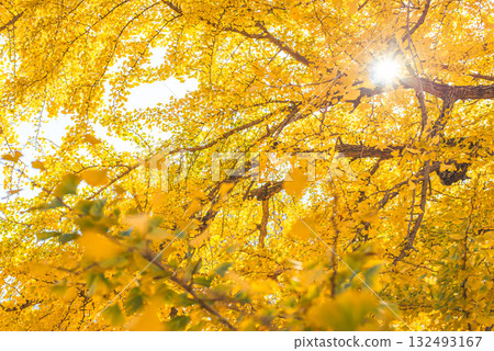 秋日陽光下閃閃發光的銀杏樹 秋日陽光下閃閃發光的銀杏樹 132493167
