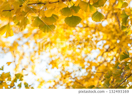 Ginkgo trees shining in the autumn sun Ginkgo trees shining in the autumn sun 132493169