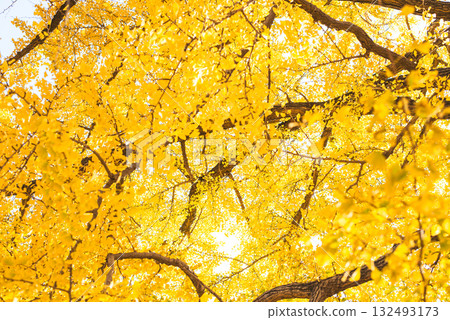秋日陽光下閃閃發光的銀杏樹 132493173