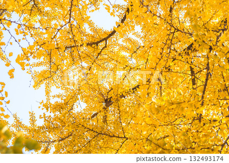 Ginkgo trees shining in the autumn sun 132493174