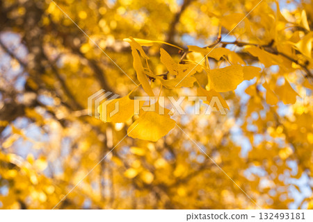 秋日陽光下閃閃發光的銀杏樹 秋日陽光下閃閃發光的銀杏樹 132493181