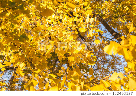 秋日陽光下閃閃發光的銀杏樹 132493187
