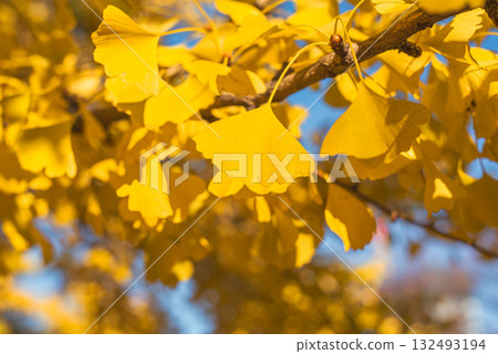 Ginkgo trees shining in the autumn sun 132493194
