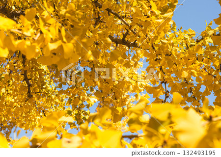 秋日陽光下閃閃發光的銀杏樹 132493195