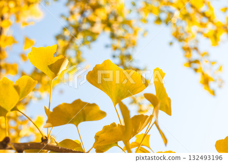 秋日陽光下閃閃發光的銀杏樹 132493196