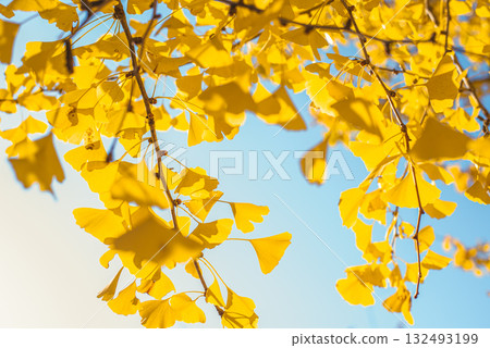 Ginkgo trees shining in the autumn sun Ginkgo trees shining in the autumn sun 132493199