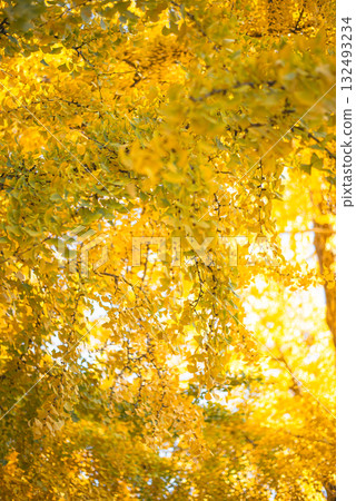Ginkgo trees shining in the autumn sun 132493234