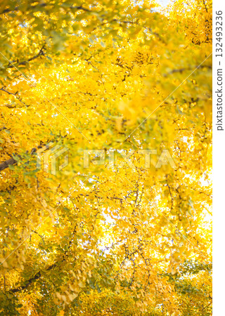 Ginkgo trees shining in the autumn sun Ginkgo trees shining in the autumn sun 132493236