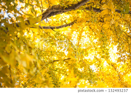 秋日陽光下閃閃發光的銀杏樹 132493237