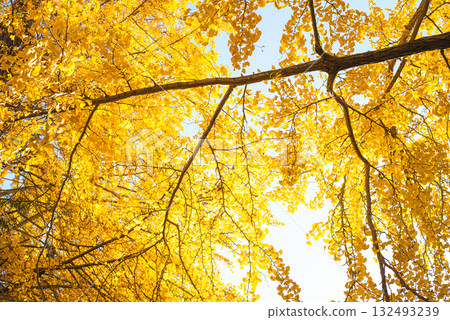 Ginkgo trees shining in the autumn sun Ginkgo trees shining in the autumn sun 132493239