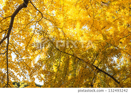 Ginkgo trees shining in the autumn sun 132493242